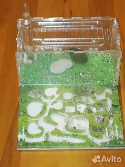 Муравьиная ферма с муравьями