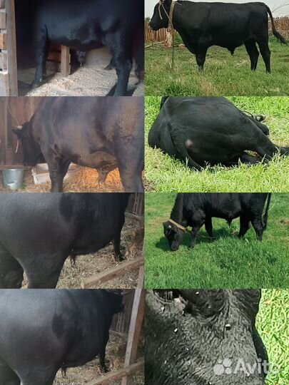 Быки на мясо