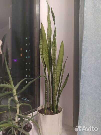 Сансевиерия щучий хвост