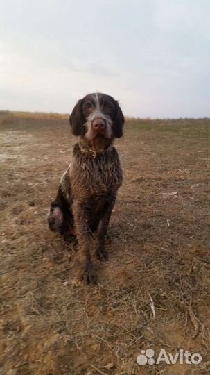 Вязка собак