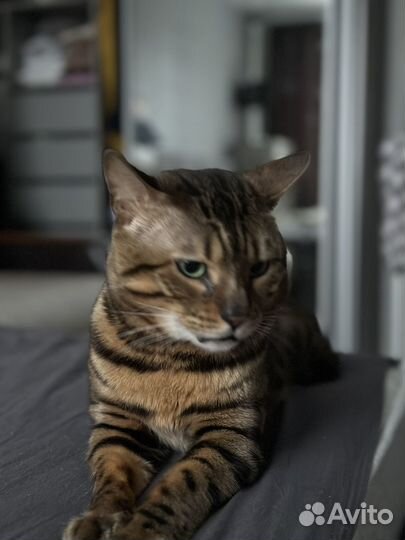 Бенгальский кот вязка