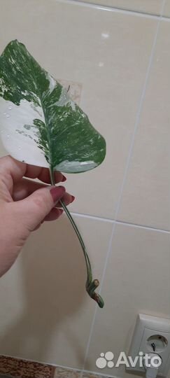 Монстера вариегатная альба