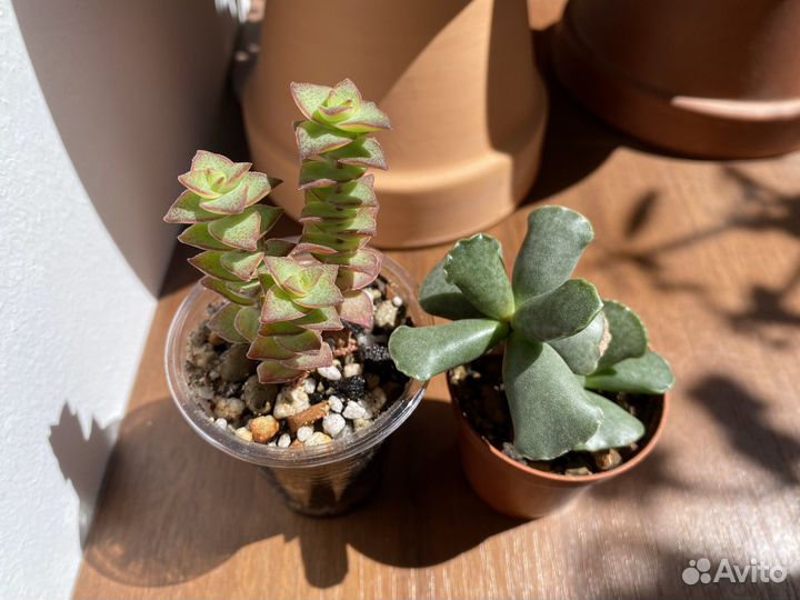 Суккуленты