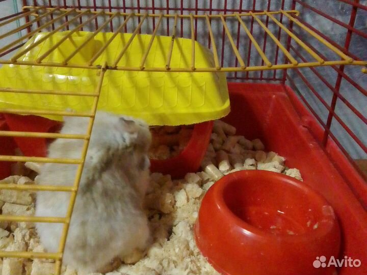 Продам хомяка