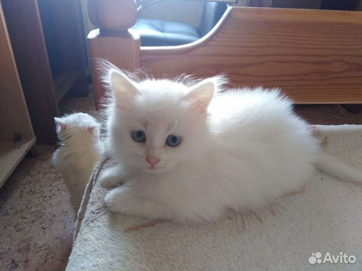 Котята турецкой ангоры