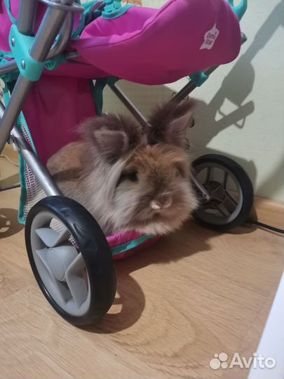 Кролик вязка