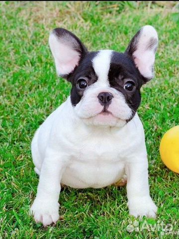 Французский бульдог ищет девушку