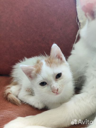 Отдам в добрые руки кошечку