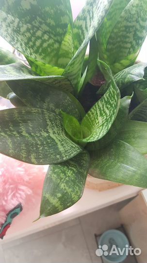 Сансевиерия Хана (каменная роза)