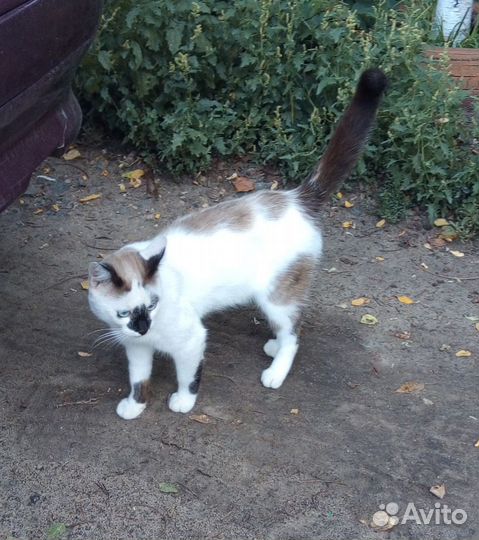 Котик в добрые руки, в дар