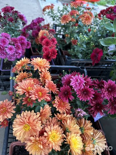 Хризантема мультифлора