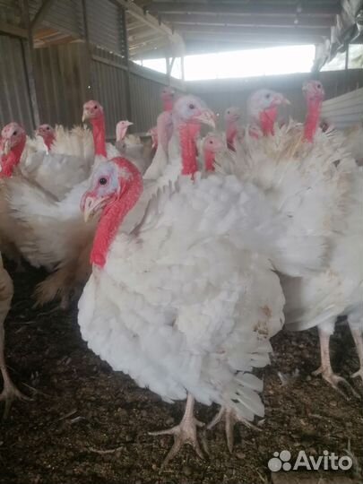 Индюшата подрощенные