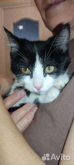 Кошка, котёнок подросток