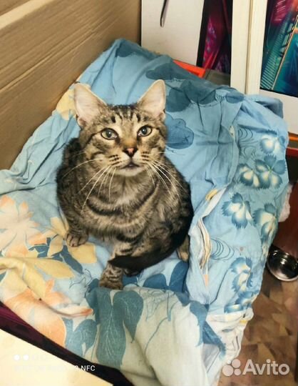 Котишка Тишка хочет быть домашним