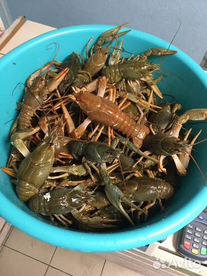 Раки Живые/вареные.Морепродукты