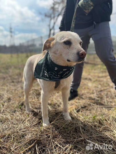 Собака в добрые руки