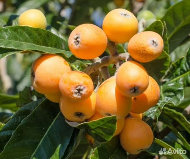 Мушмула японская