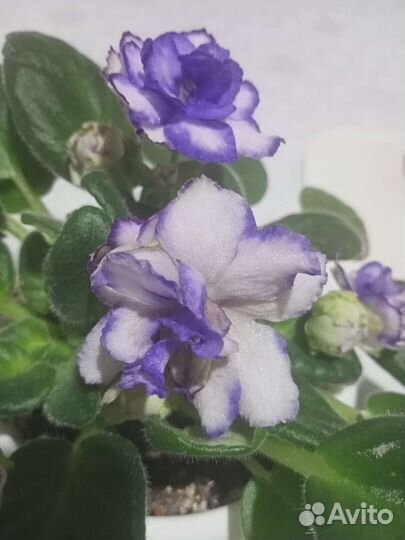 Сортовые фиалки