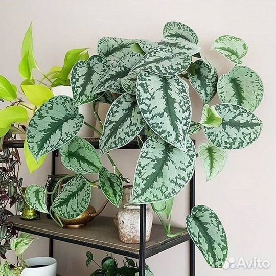 Сциндапсус треби экзотика