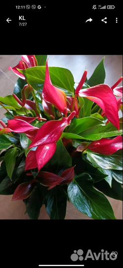 Комнатные цветы антуриум