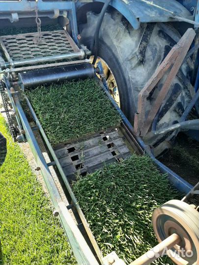 Рулонный газон