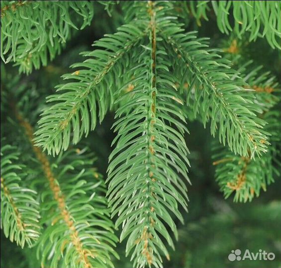 Елка искусственная новогодняя 180-250 см