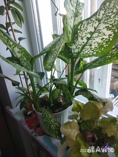 Диффенбахия