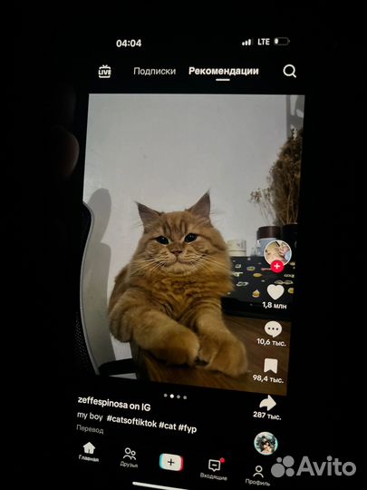 Кошка Назар