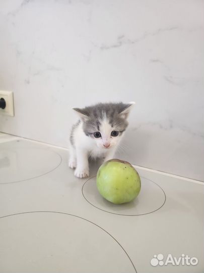 Чудо 1мес в дар