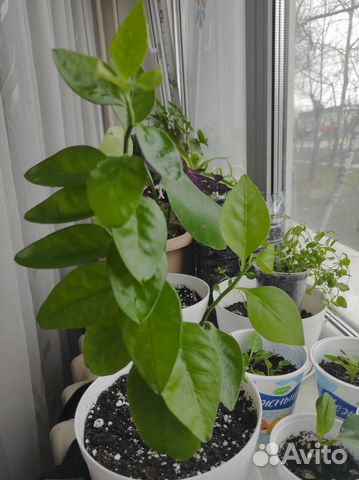 Педилантус