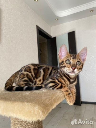 Бенгальские котята