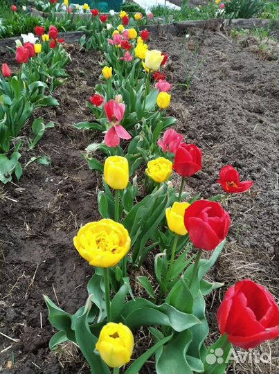 Луковицы тюльпанов, смесь