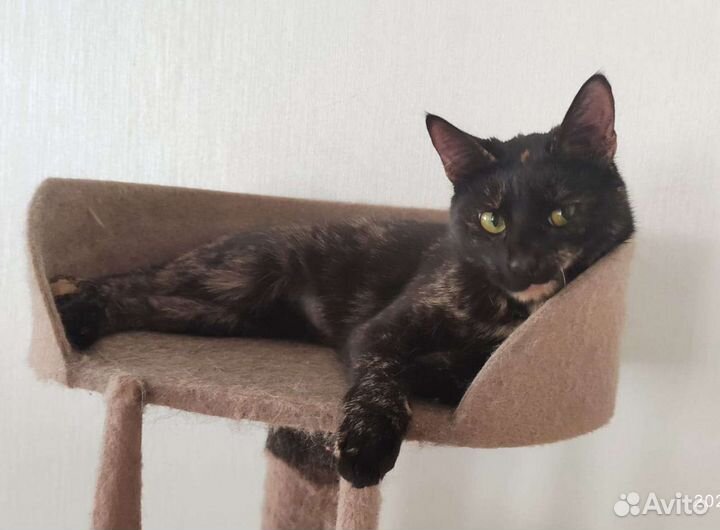 Стерилизованная кошка в добрые руки