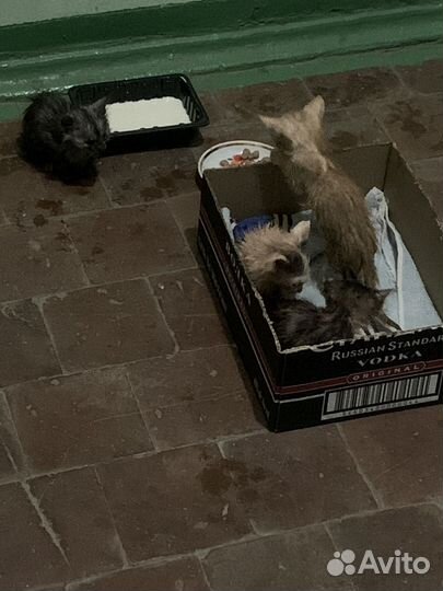 Котята в добрые руки