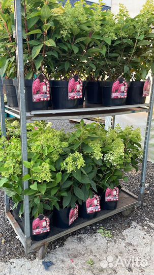 Гортензия метельчатая Бонфайр