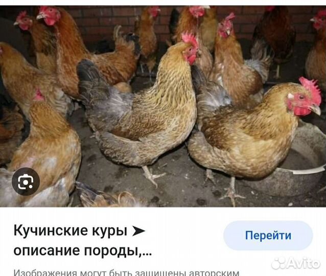 Адлерская.кучинская