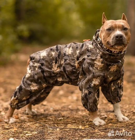 Комбенизон для собаки