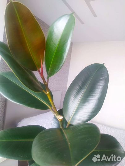 Фикус каучуконосный