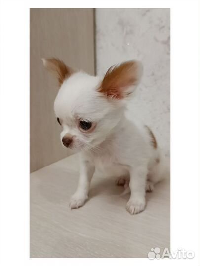 Щенок Чихуахуа