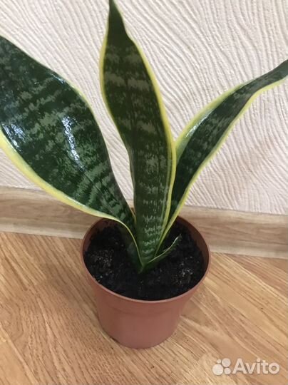Комнатные цветы Сансевиерия сортовая