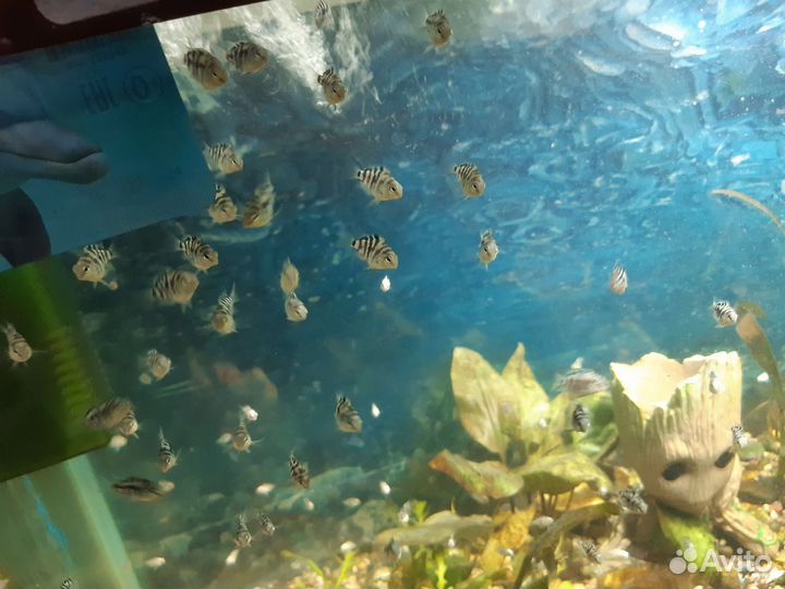 Рыбки тигровые попугаи