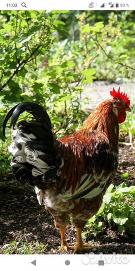Петухи молодые