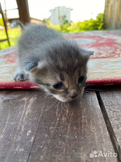 Котята в добрые руки бесплатно коты