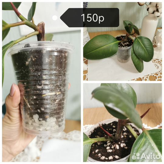 Комнатные растения