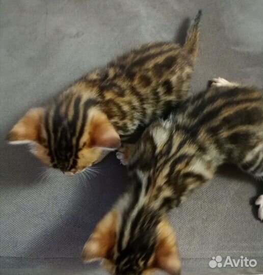 Бенгальская кошка
