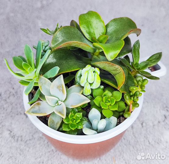 Микс из суккулентов (12-15 видов в горшочке)