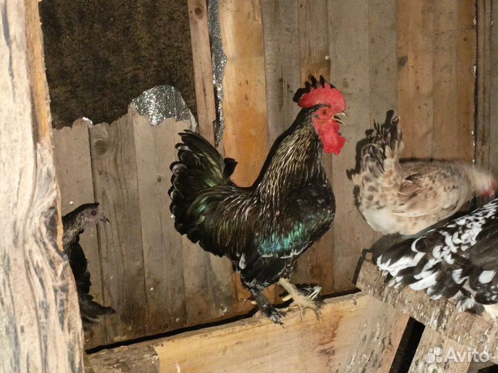 Молодые петушки на племя