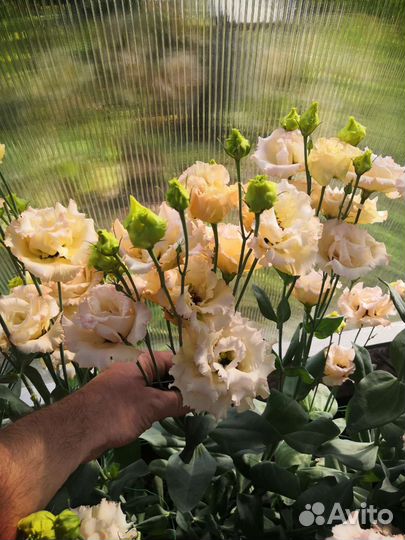 Эустома срез