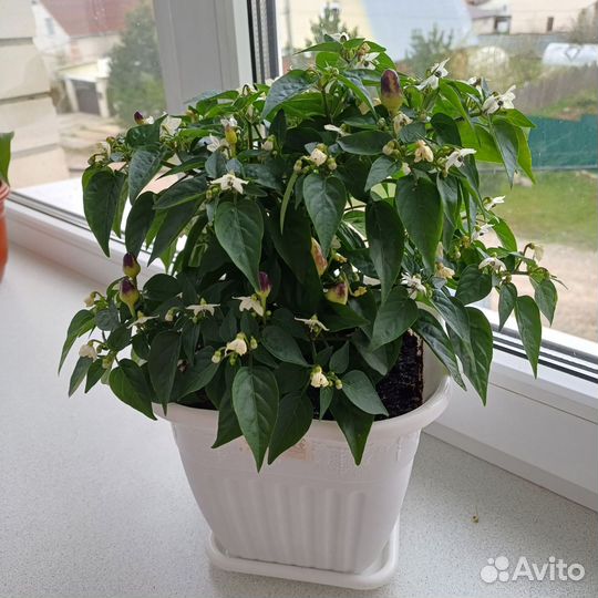 Перец комнатный острый