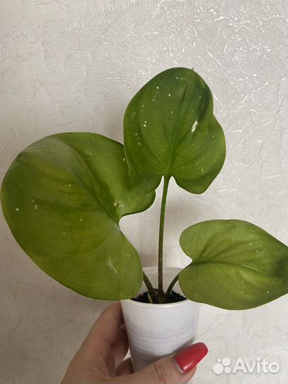Комнатные цветы калла